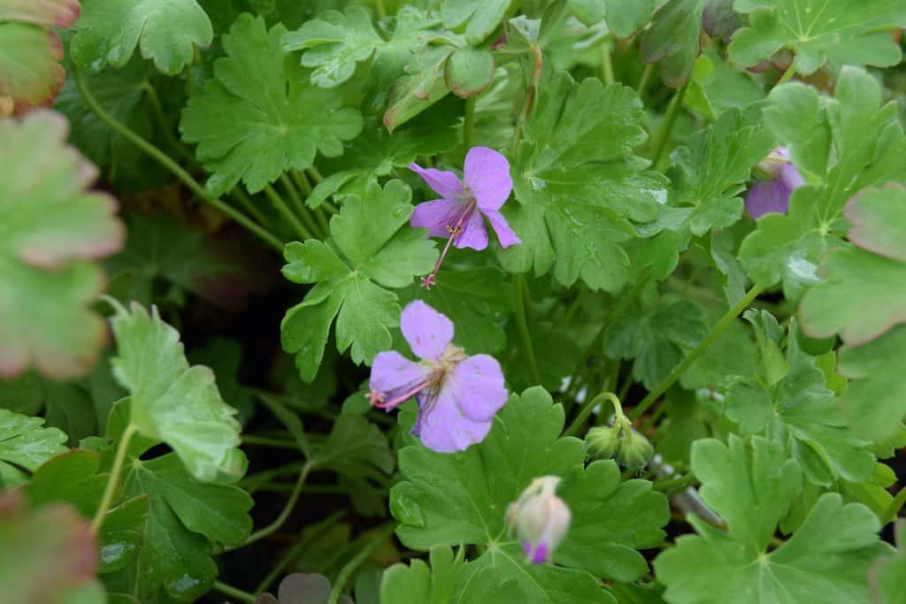 Geranium x cantabrigiense 'Cambridge' ---